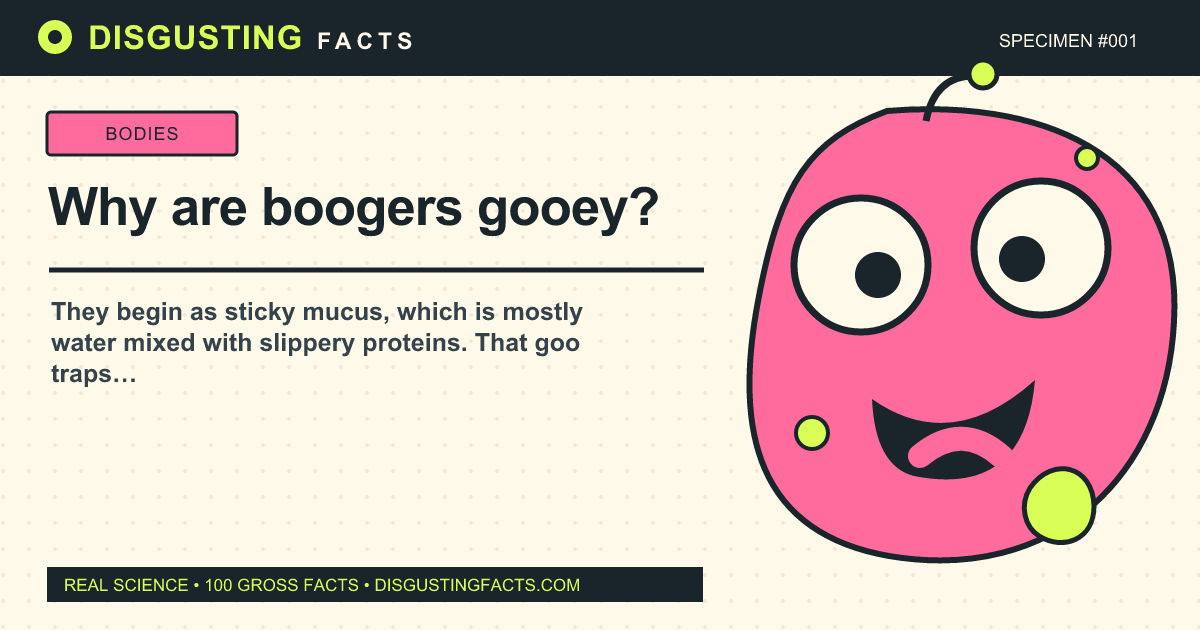 Why are boogers gooey?