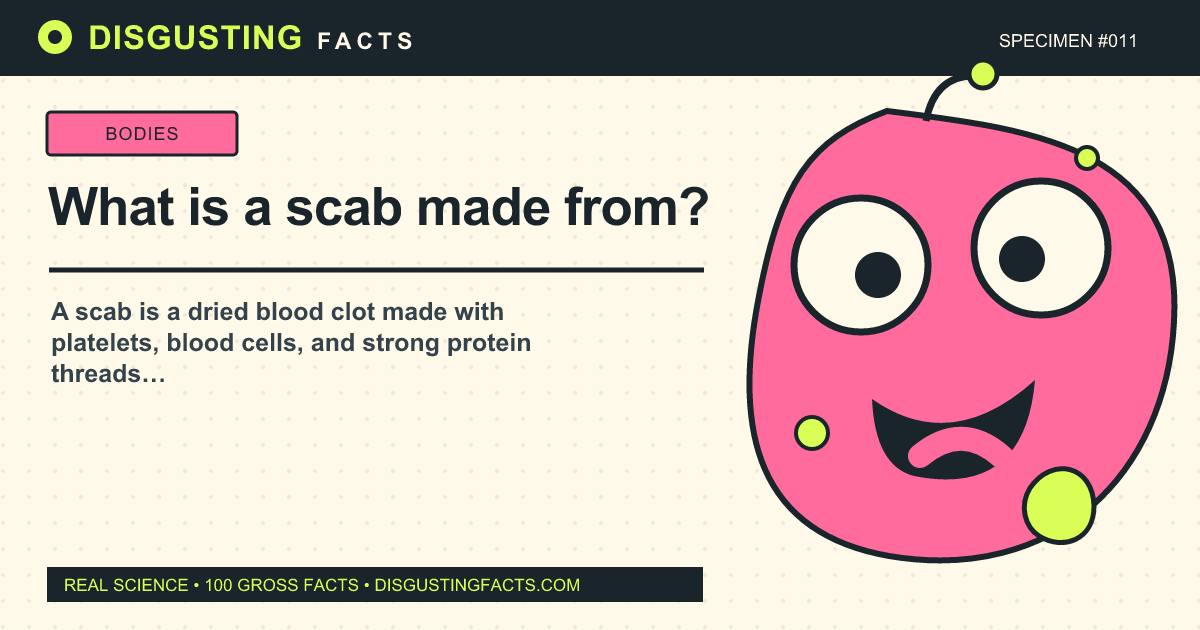 What is a scab made from?