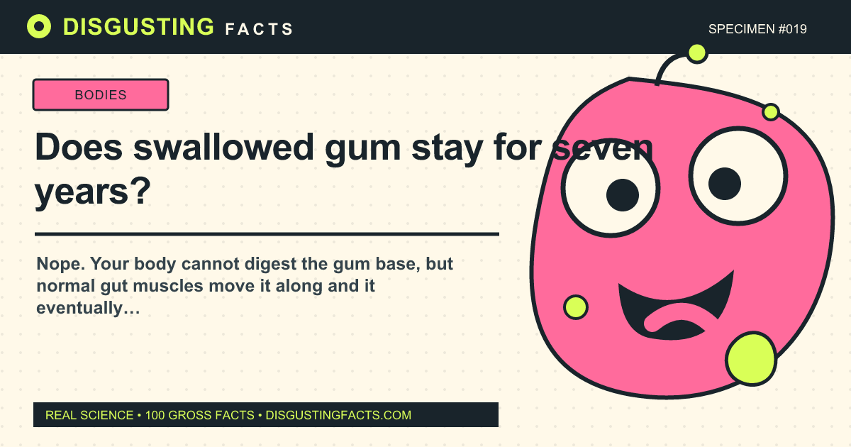 ¿El chicle tragado permanece durante siete años?