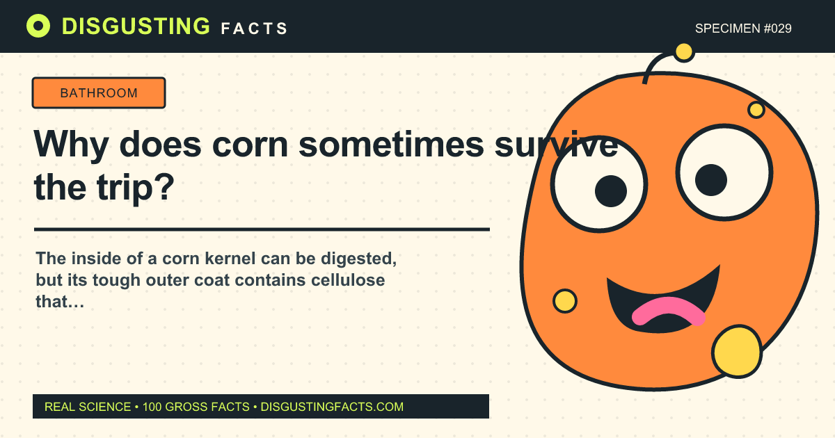 Why does corn sometimes survive the trip?