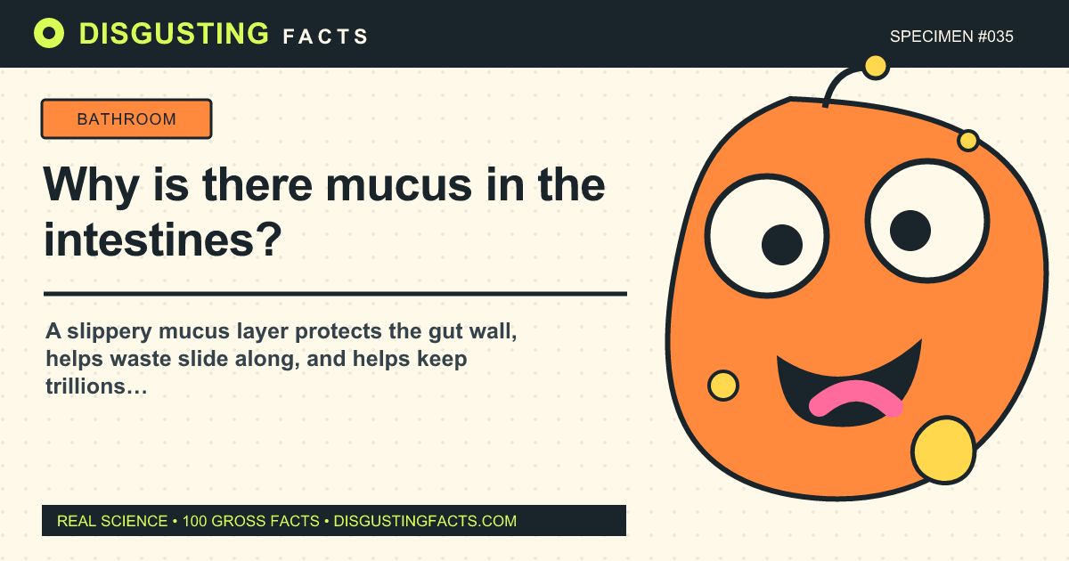 Why is there mucus in the intestines?