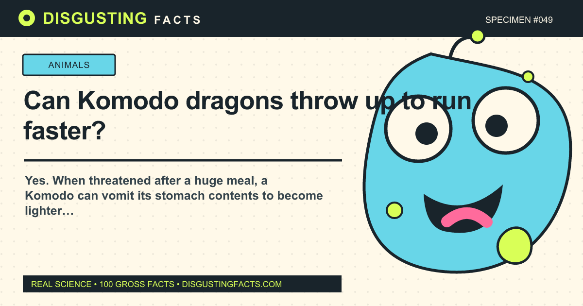 ¿Pueden los dragones de Komodo vomitar para correr más rápido?