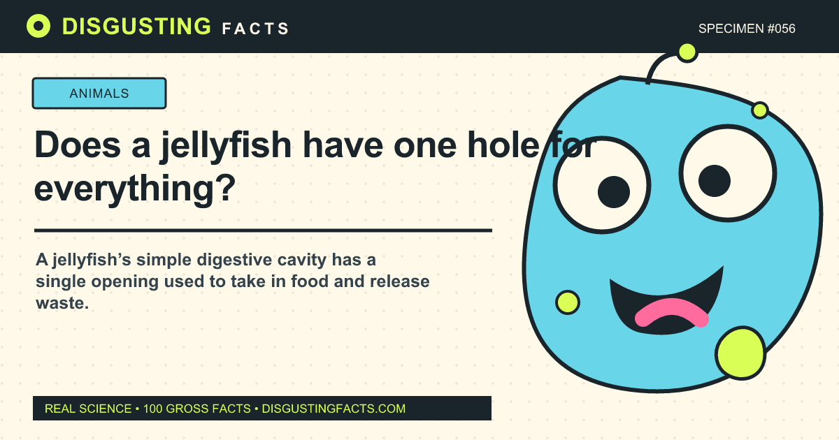 Does a jellyfish have one hole for everything?