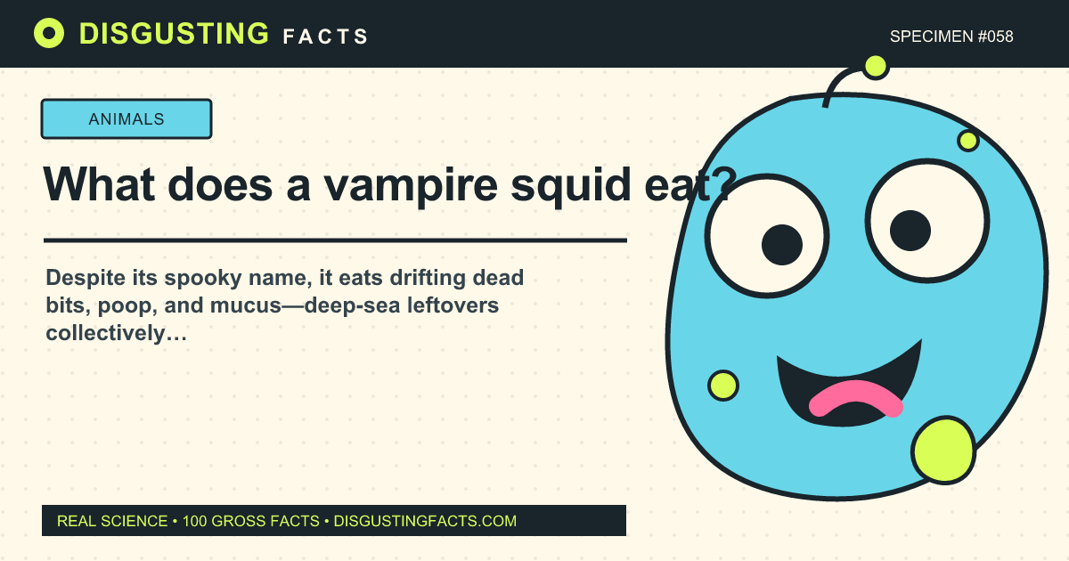 What does a vampire squid eat?