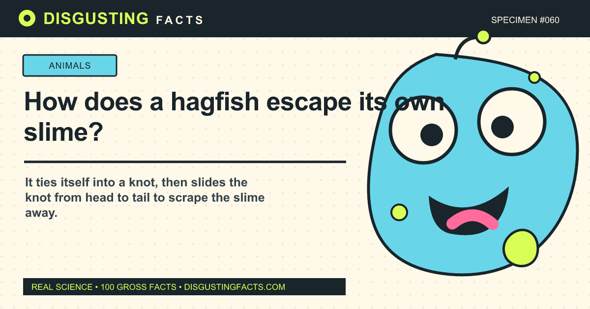 How does a hagfish escape its own slime?