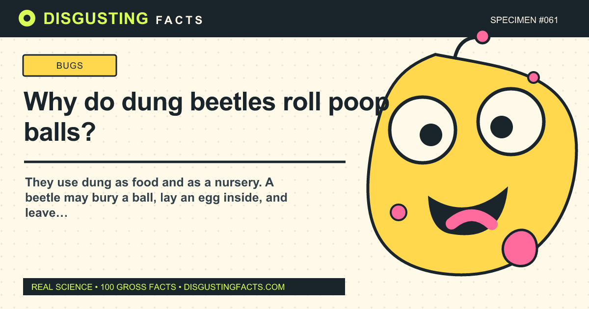 Why do dung beetles roll poop balls?