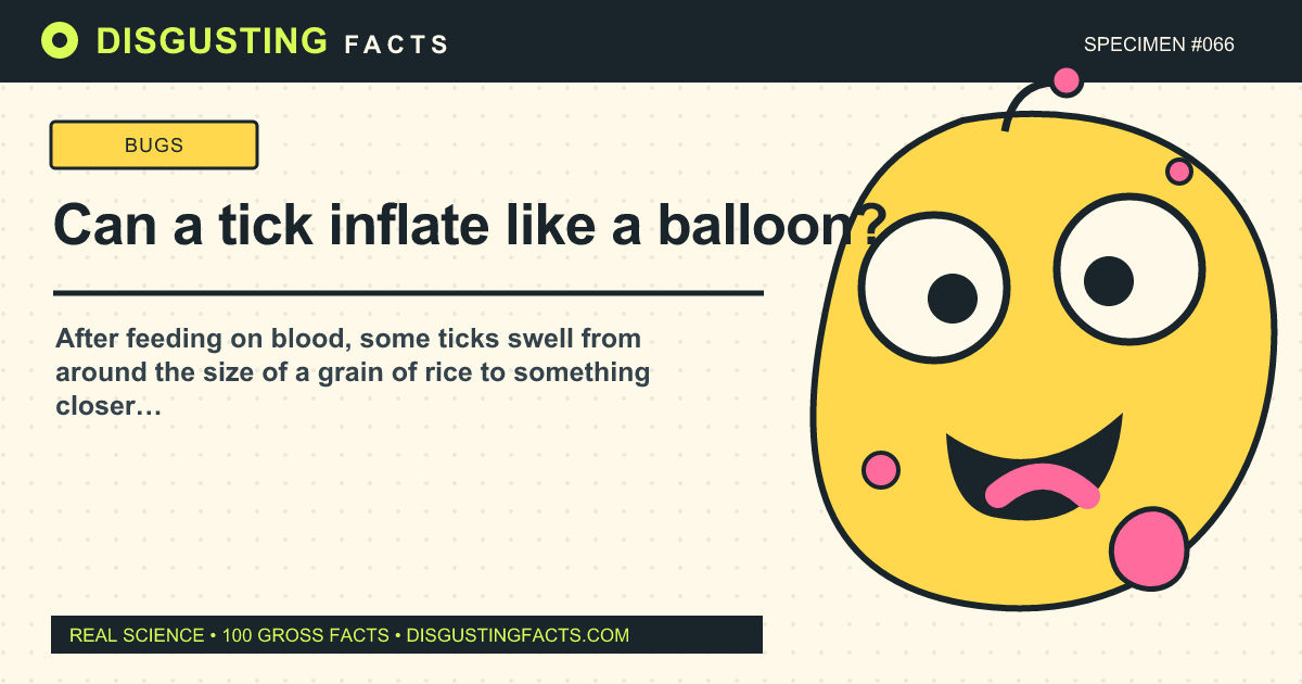 Can a tick inflate like a balloon?