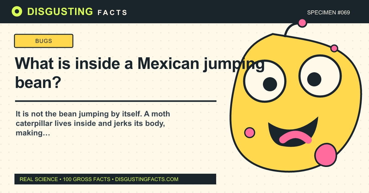 What is inside a Mexican jumping bean?