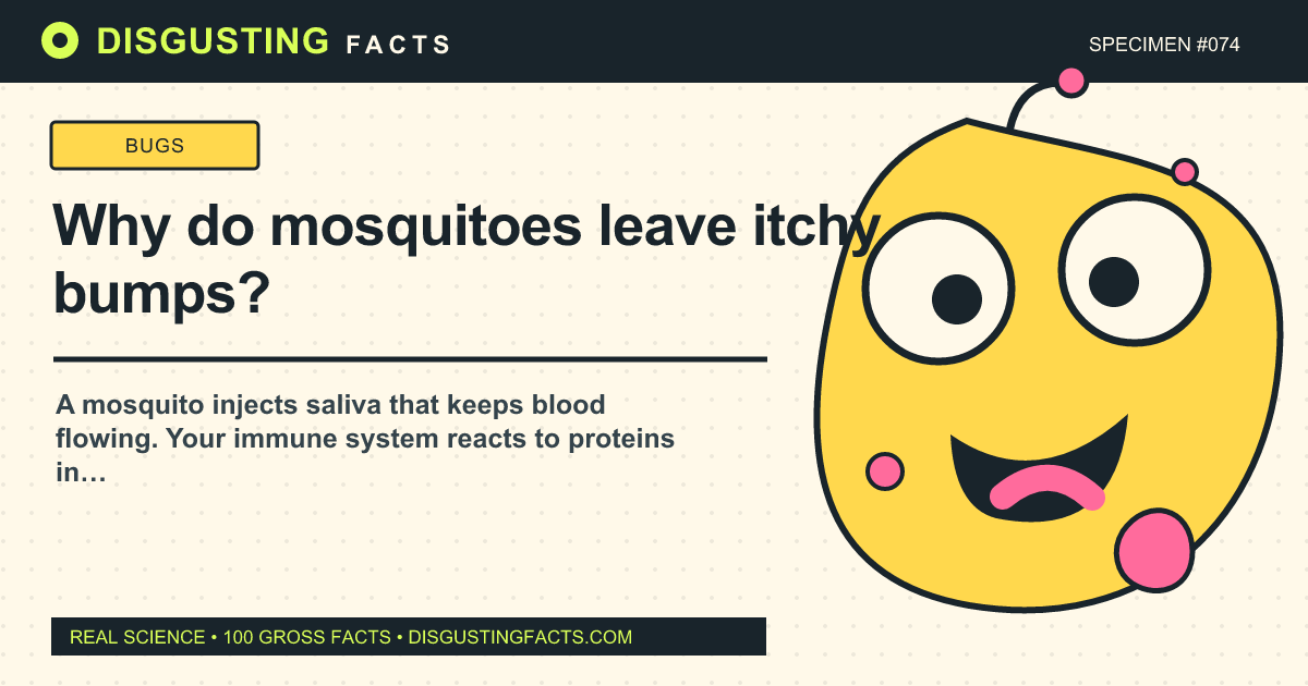 ¿Por qué los mosquitos dejan ronchas que pican?