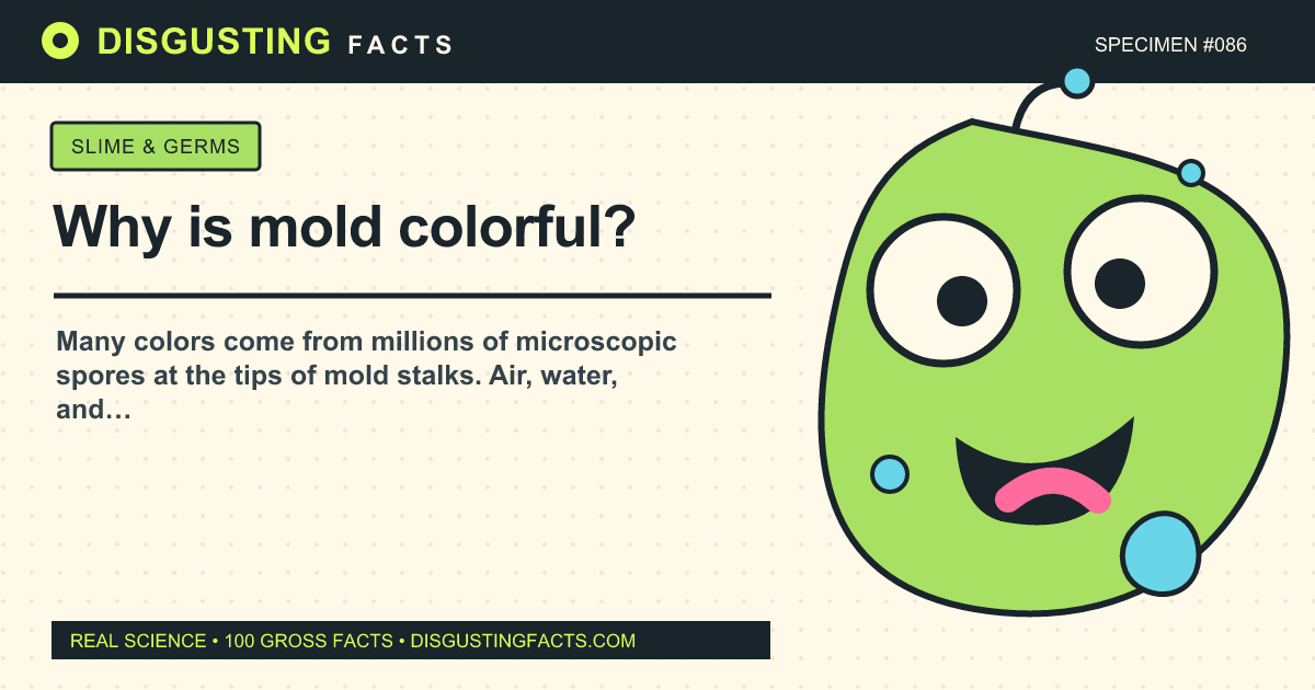 ¿Por qué el moho es colorido?