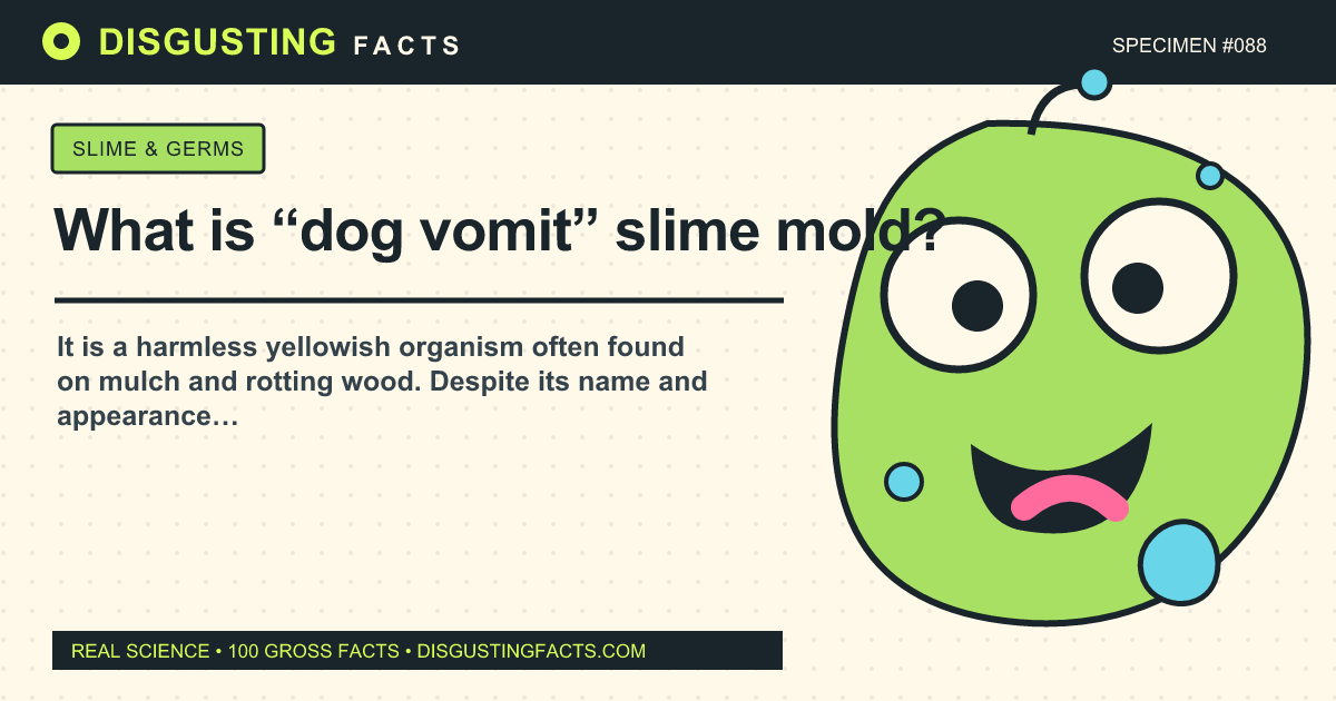 ¿Qué es el moho mucilaginoso “vómito de perro”?
