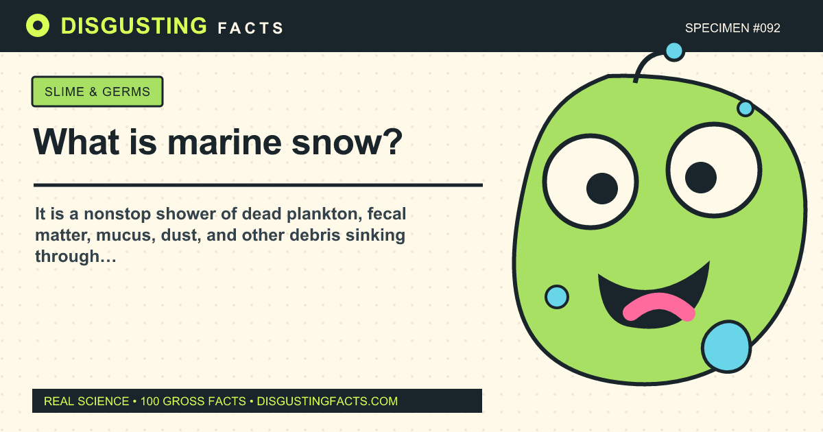 ¿Qué es la nieve marina?
