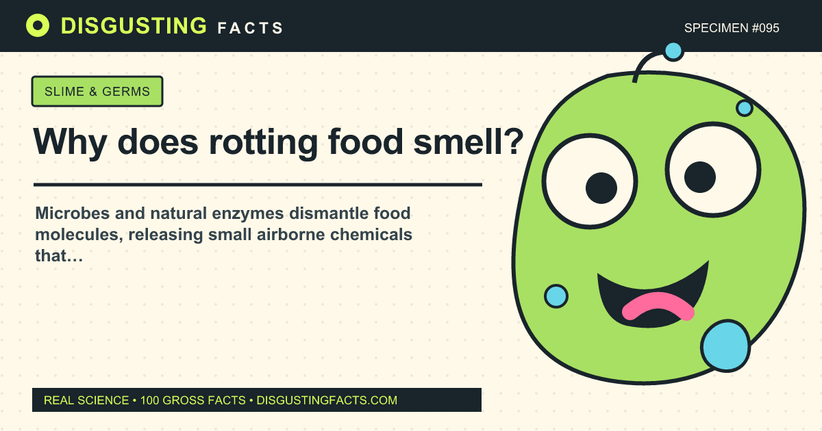 Why does rotting food smell?
