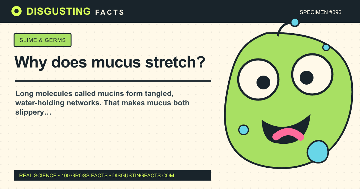 Why does mucus stretch?