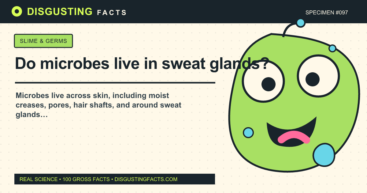 Do microbes live in sweat glands?